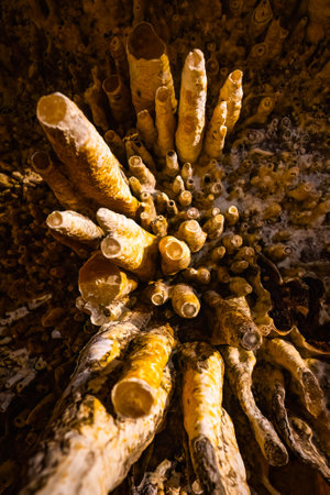Scenic interior view of Cave of the Mounds in Wisconsin showing illuminated stalactites and stalagmites with dramatic lighting and no people visible.の写真素材