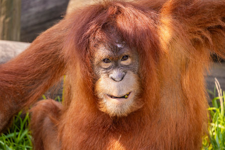 A stunning close-up portrait of an orangutan, showcasing its expressive face and unique featuresの写真素材