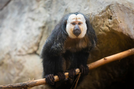 A stunning image of a White-Faced Saki Monkey, displaying its unique facial features and vibrant fur...