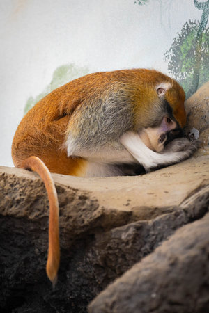 A peaceful close-up shot of a Patas Monkey sleeping