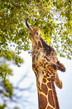 Adult giraffe using its long, prehensile tongue to grasp and consume leaves from a treeの写真素材