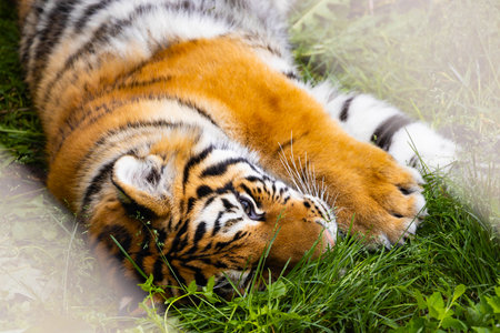 Close-up of a baby tiger relaxing on the grass, showcasing its soft fur and innocent expression.
