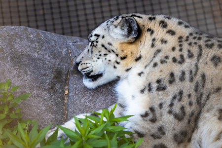 Close-up portrait of a snow leopard resting, showcasing its distinctive spots and calm expression in a peaceful momentの写真素材