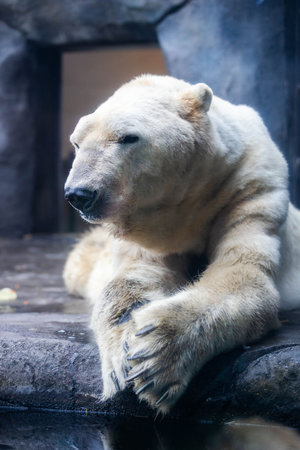 Close-up portrait of a polar bear near the water, highlighting its powerful features and serene gazeの写真素材