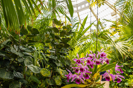 Close-up of Beautiful Orchids at Como Park Conservatoryの写真素材