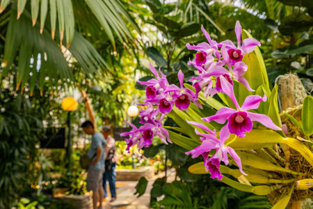 Close-up of Beautiful Orchids at Como Park Conservatoryの写真素材