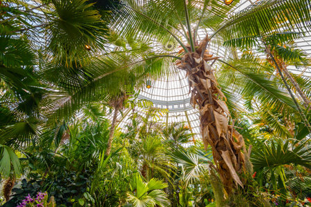 Lush Greenery Inside Como Park Conservatoryの写真素材