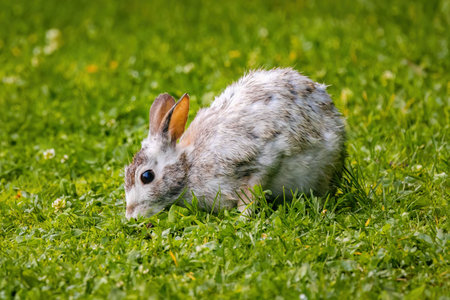 Close-up of White Rabbit on Lawnの写真素材