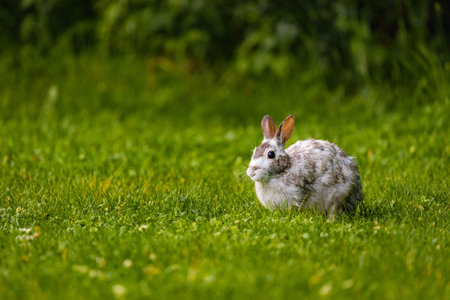 Close-up of White Rabbit on Lawnの写真素材