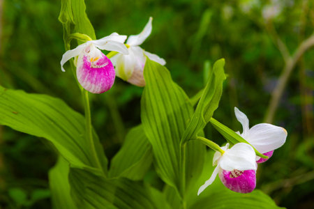 A detailed close-up of Showy Lady Slippers, the beautiful state flower of Minnesota, blooming in the wildの写真素材