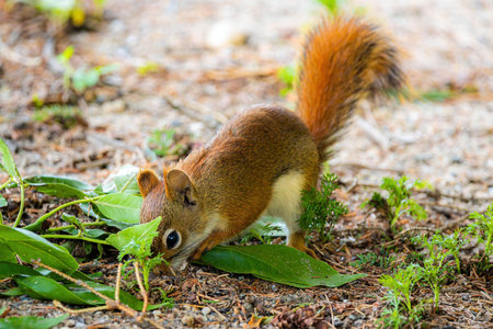 Close up portrait of a cute little baby squirrel, capturing its innocent charm and delicate features
