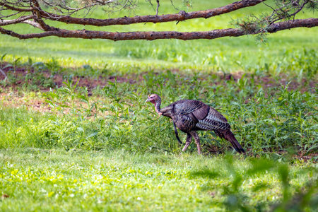 A wild turkey walks through its natural habitat, showcasing wildlife and natural beauty.