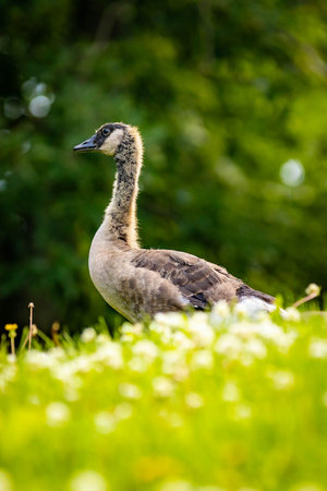 A family of Canadian geese and their goslings graze peacefully on a lush green lawn under the warm summer sunの写真素材