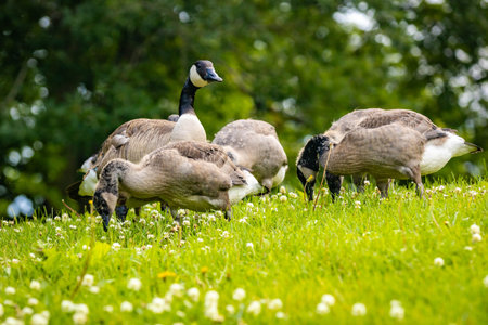 A family of Canadian geese and their goslings graze peacefully on a lush green lawn under the warm summer sunの写真素材