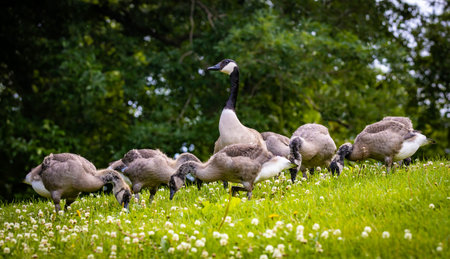 A family of geese and their goslings graze peacefully on a lush green lawn under the warm summer sunの写真素材