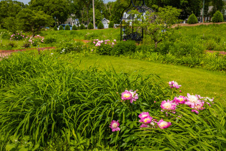 Vibrant flowers in full bloom on a sunny summer day at Munsinger Gardensの写真素材
