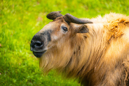 A close-up portrait of a wild Takin, highlighting its unique features and powerful presence in its natural habitatの写真素材