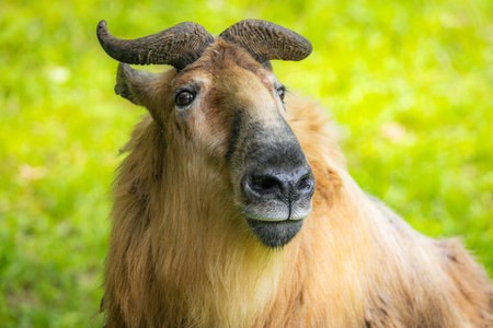 A close-up portrait of a wild Takin, highlighting its unique features and powerful presence in its...