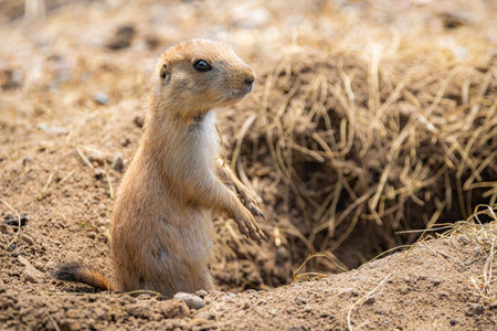 A charming close-up portrait of a prairie dog, alert and curious, out in its natural wild habitat