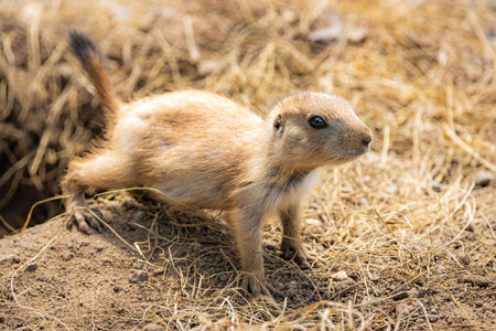 A charming close-up portrait of a prairie dog, alert and curious, out in its natural wild habitat