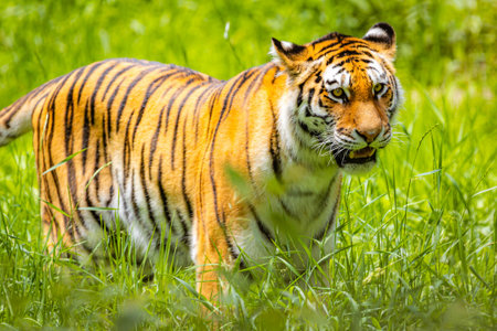 A striking close-up portrait of a vibrant Amur tiger in its natural wild habitat