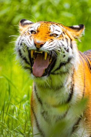 A powerful close-up portrait of a majestic Amur tiger roaring fiercely in its natural wild habitatの写真素材