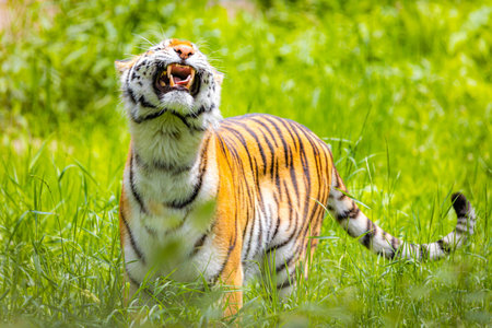 A powerful close-up portrait of a majestic Amur tiger roaring fiercely in its natural wild habitat