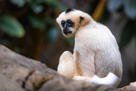 An adorable close-up portrait of a White-cheeked Gibbon in its natural wild habitat