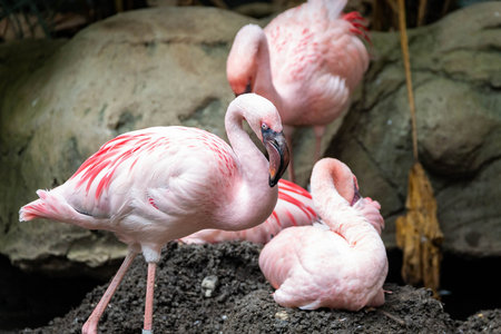 A breathtaking close-up of a stunning flock of flamingos, showcasing their vibrant pink plumage and...