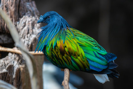 A captivating close-up portrait of a vibrant Nicobar Pigeon, showcasing its iridescent plumage and...