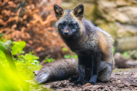 A captivating close-up portrait of a red fox