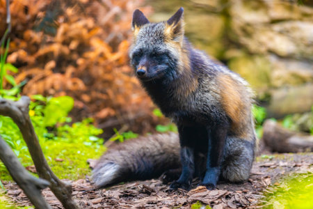 A captivating close-up portrait of a red fox