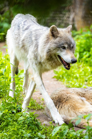 A powerful close-up portrait of a wild wolf