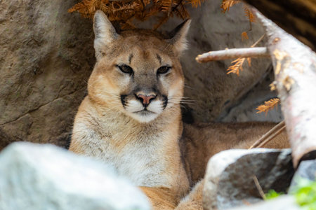 Powerful close-up portrait of a wild cougar resting peacefully in the shadows of its natural habitatの写真素材