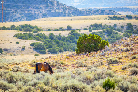 Wild Mustang Horses at Bighorn Canyon National Recreation Areaの写真素材