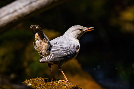 Detailed closeup portrait of an American Dipper showcasing its unique features and alert expression