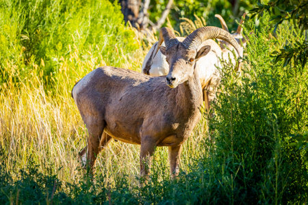 A detailed, close-up portrait of a desert bighorn sheep, its rugged features and impressive horns...