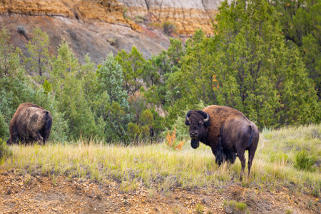 A powerful and intimate close-up portrait captures a wild American Buffalo in the vast meadows of the North Unit of Theodore Roosevelt National Parkの写真素材