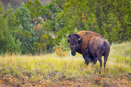 A powerful and intimate close-up portrait captures a wild American Buffalo in the vast meadows of the North Unit of Theodore Roosevelt National Parkの写真素材