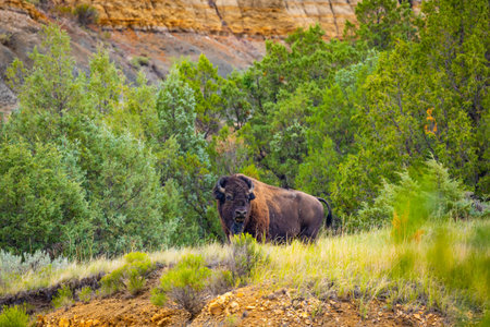 A powerful and intimate close-up portrait captures a wild American Buffalo in the vast meadows of...