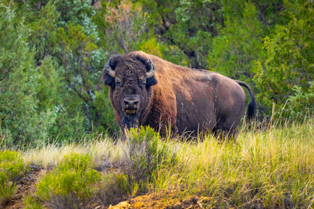 A powerful and intimate close-up portrait captures a wild American Buffalo in the vast meadows of the North Unit of Theodore Roosevelt National Parkの写真素材