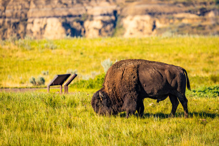A detailed close-up portrait captures an American Buffalo (Bison) as it peacefully feeds in a lush...