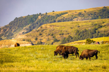 A detailed close-up portrait captures an American Bison as it peacefully feeds in a lush meadow