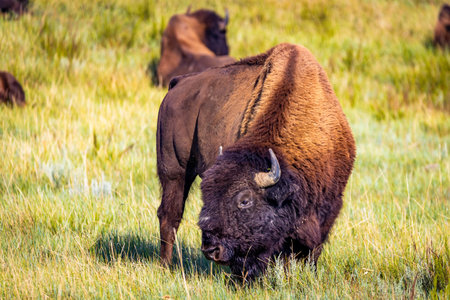 A detailed close-up portrait captures an American Buffalo (Bison) as it peacefully feeds in a lush...