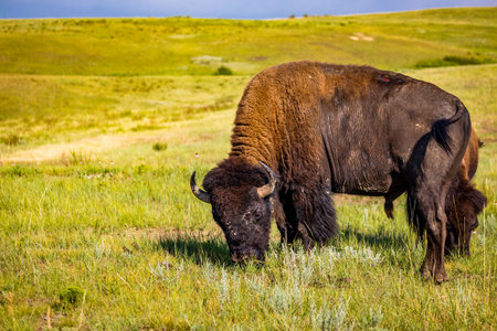 A detailed close-up portrait captures an American Buffalo (Bison) as it peacefully feeds in a lush...