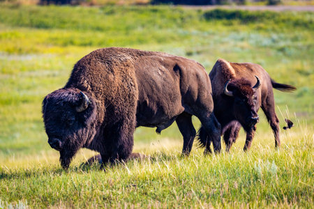 A detailed close-up portrait captures an American Bison as it peacefully feeds in a lush meadow