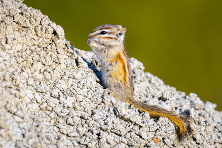 Close-Up Cute Portrait of Least Chipmunk Enjoying Sun in Badlandsの写真素材