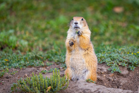 A charming close-up portrait captures a cute prairie dog in its natural wild habitat