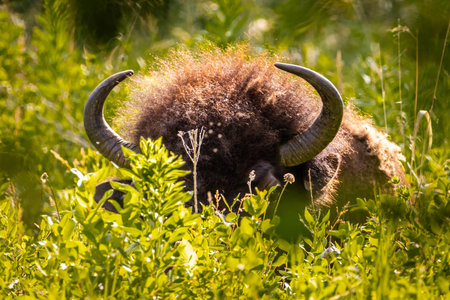 A powerful close-up portrait captures a wild buffalo within a forest setting