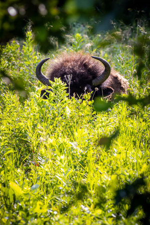 A powerful close-up portrait captures a wild buffalo within a forest setting